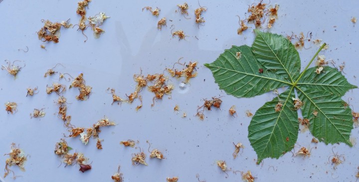 20240514 085050 crop