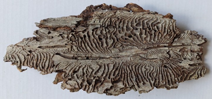 20240514 101551 crop