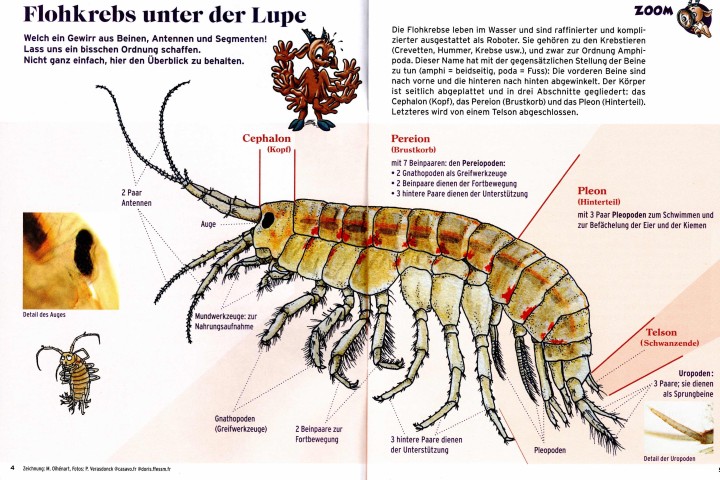 Flohkrebs unter der Lupe Heft Steini Pro Natura 2021