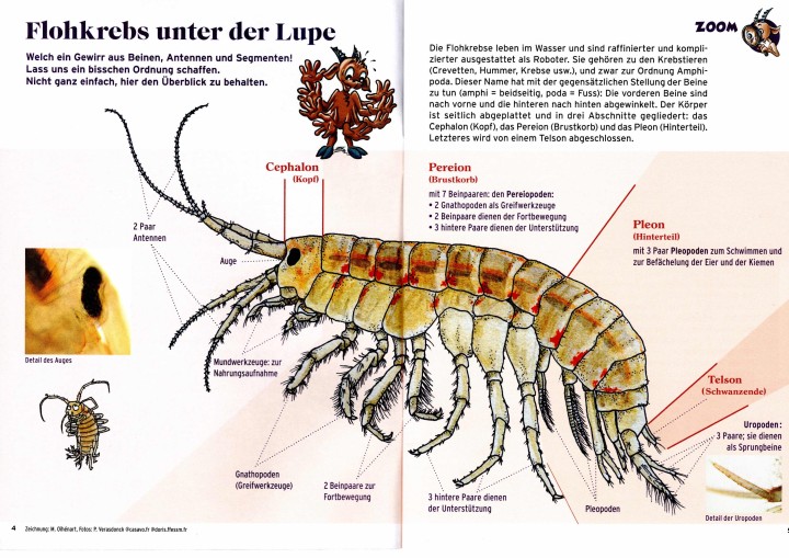Flohkrebs unter der Lupe Heft Steini Pro Natura 2021
