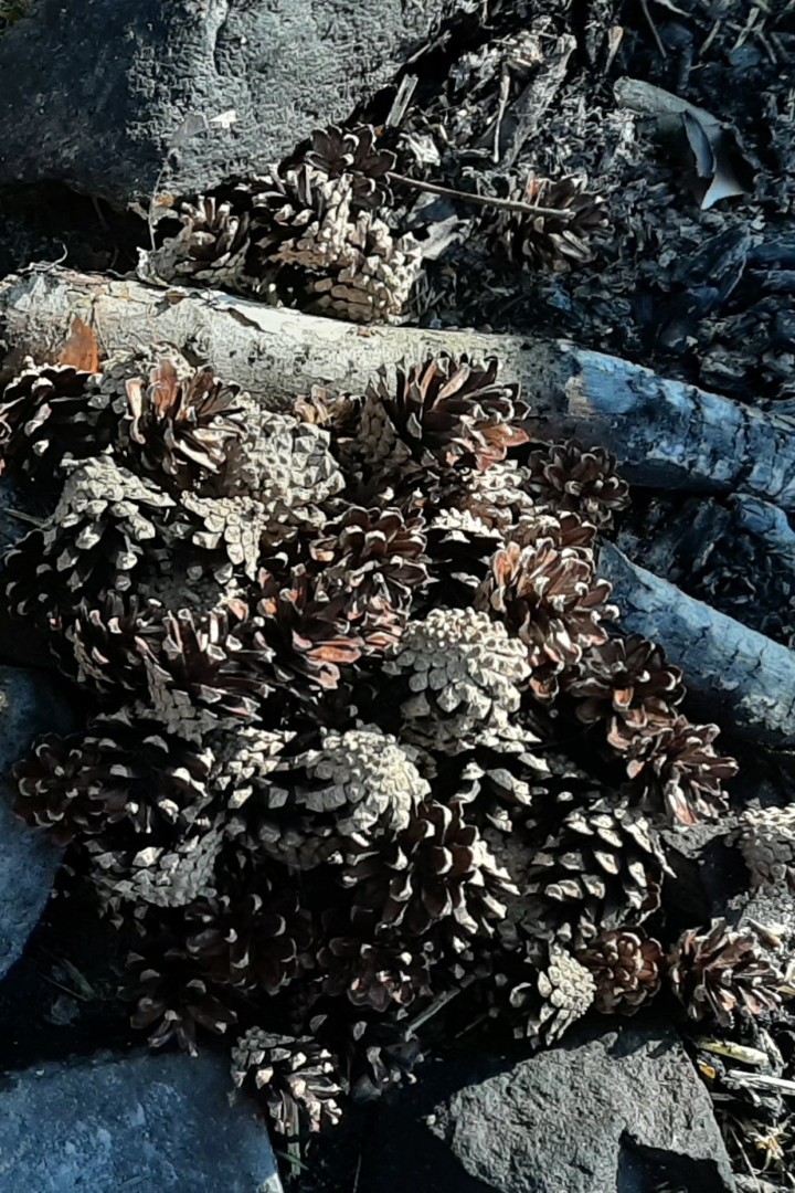 20210319 090123 crop