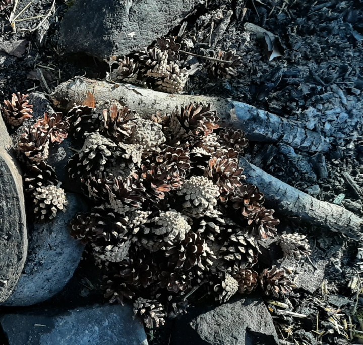 20210319 090123 crop